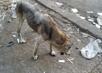 صورة كلب ـ أرشيفية