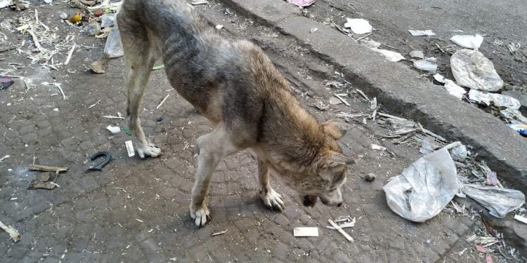 صورة كلب ـ أرشيفية