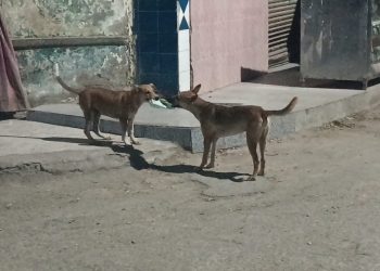 صراع بين كلبين علي وجبة عشاء