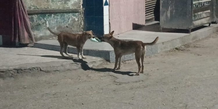 صراع بين كلبين علي وجبة عشاء