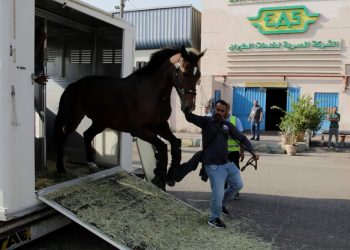 الخيول المشاركة في بطولة مصر الدولية للفروسية