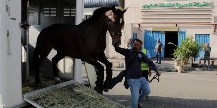 الخيول المشاركة في بطولة مصر الدولية للفروسية
