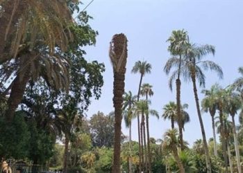 مجلس الوزراء يوضح ازمة حديقة الأورمان التاريخية