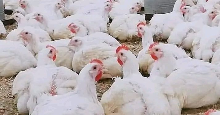 الفراخ البيضاء ـ أرشيفية