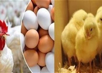 بورصة الدواجن