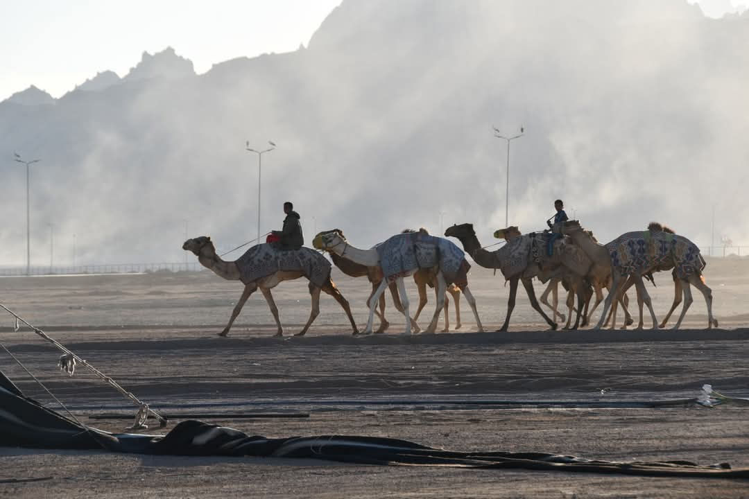 جانب من تجهيزات جنوب سيناء لمهرجان الهجن 