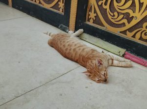 قطة