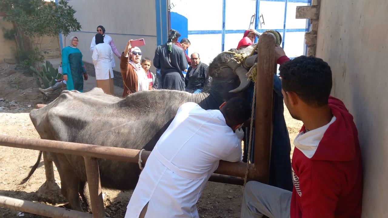 بيطري بني سويف تفحص 102 حالة ضمن حياة كريمة