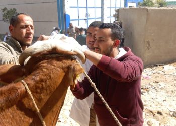 بيطري بني سويف تفحص 102 حالة ضمن حياة كريمة