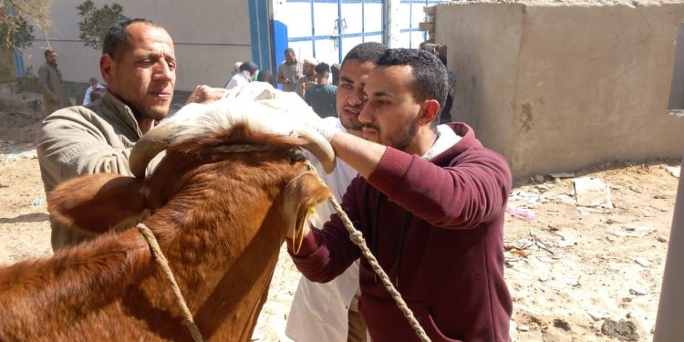 بيطري بني سويف تفحص 102 حالة ضمن حياة كريمة