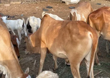 أضاحي العيد