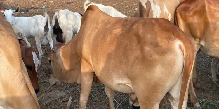 أضاحي العيد