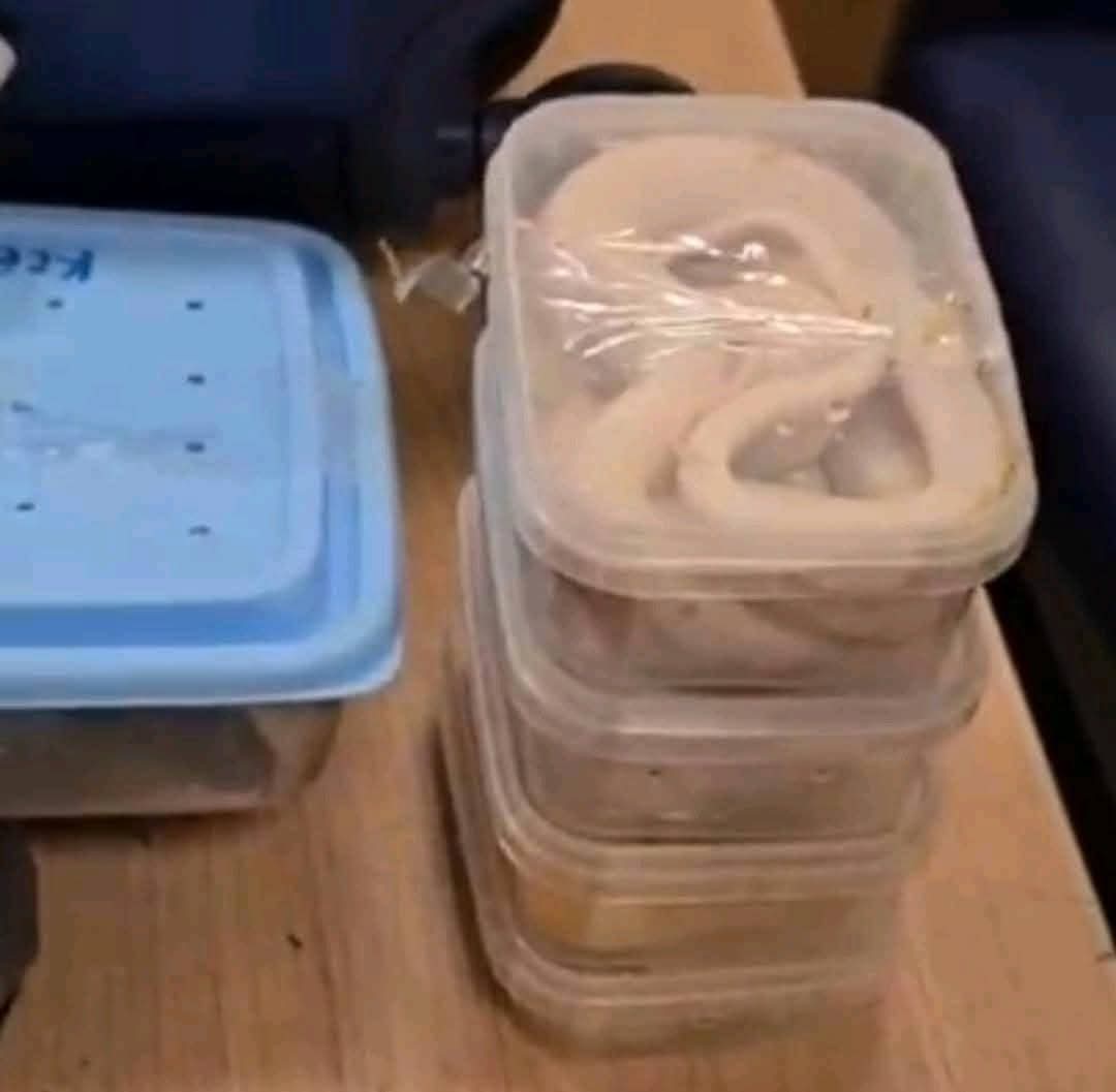 جانب من تفتيش رجال جمارك مطار القاهرة حقائب أجني