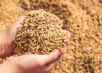 فوائد الشعير وعلاقته بالخبز الأبيض