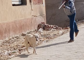 حملة تحصين الكلاب ضد السعار ببني سويف الجديدة
