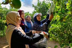 القاهرة لقياسات التنمية يختتم فعاليات تدريب فاحصي الحجر الزراعي 