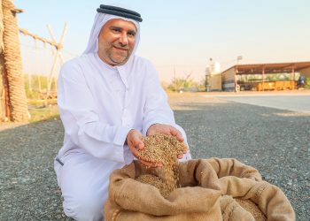 خطوة نحو الأمن الغذائي: نجاح زراعة الأرز محلياً في الإمارات
