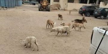 القاهرة تُعلن افتتاح شلتر مركزي لرعاية الكلاب الضالة بدلاً من التسميم